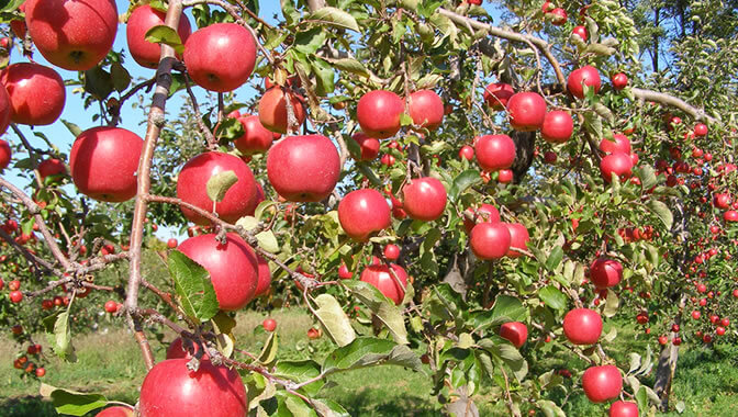 りんご栽培画像